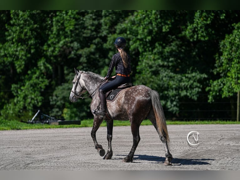 Friesen Mix Wallach 5 Jahre 160 cm Schimmel in Clover, SC