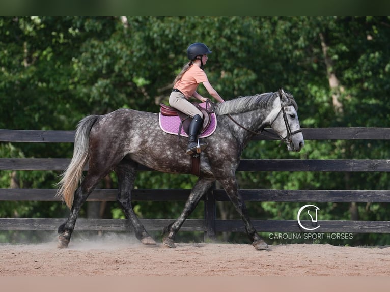 Friesen Mix Wallach 5 Jahre 160 cm Schimmel in Clover, SC