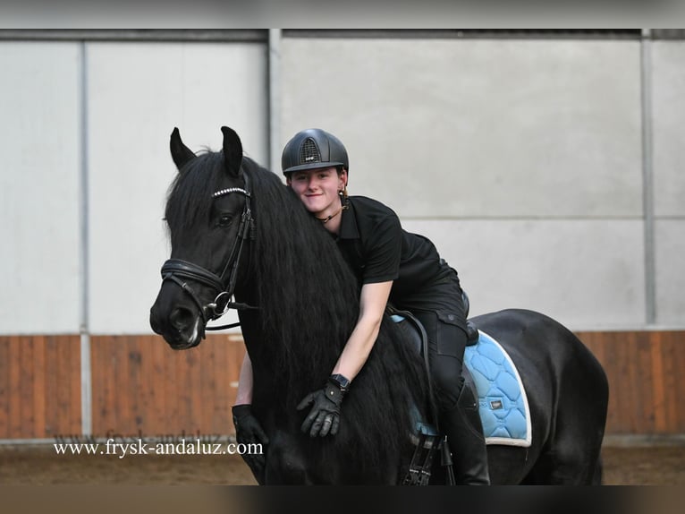 Friesen Wallach 5 Jahre 161 cm Rappe in Mijnsheerenland