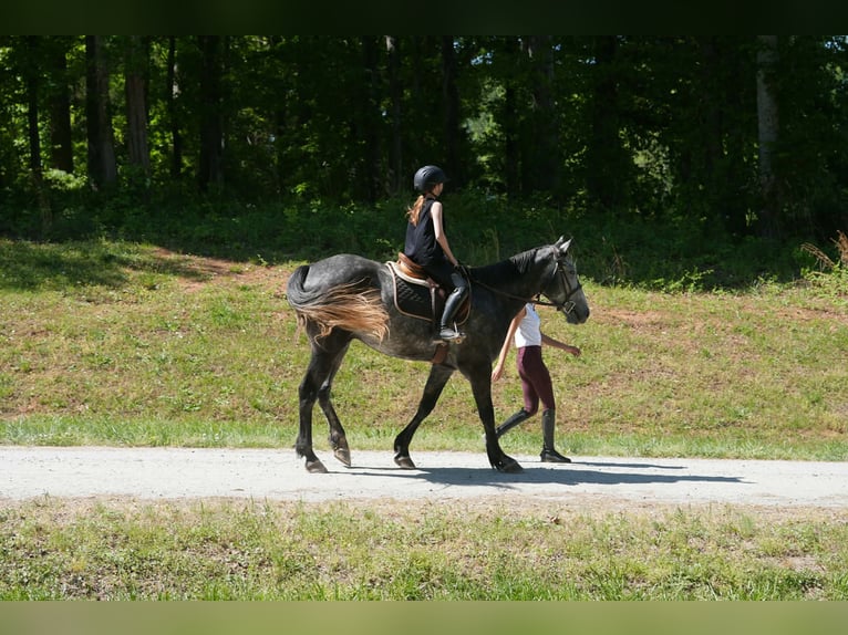 Friesen Mix Wallach 5 Jahre 163 cm Apfelschimmel in Clover, SC
