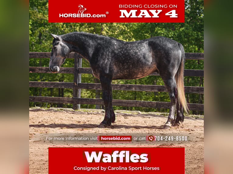 Friesen Mix Wallach 5 Jahre 163 cm Apfelschimmel in Clover, SC