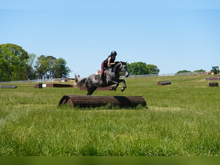 Friesen Mix Wallach 5 Jahre 163 cm Apfelschimmel in Clover, SC