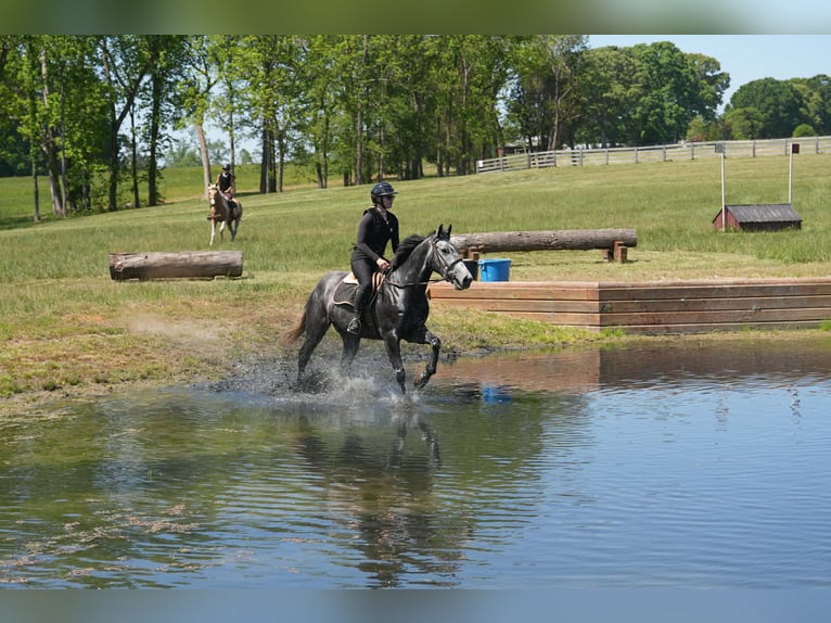 Friesen Mix Wallach 5 Jahre 163 cm Apfelschimmel in Clover, SC