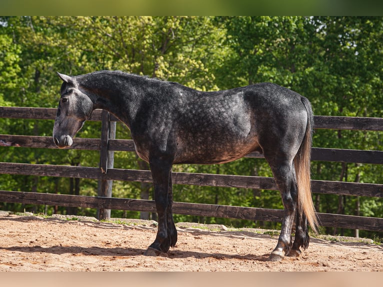 Friesen Mix Wallach 5 Jahre 163 cm Apfelschimmel in Clover, SC