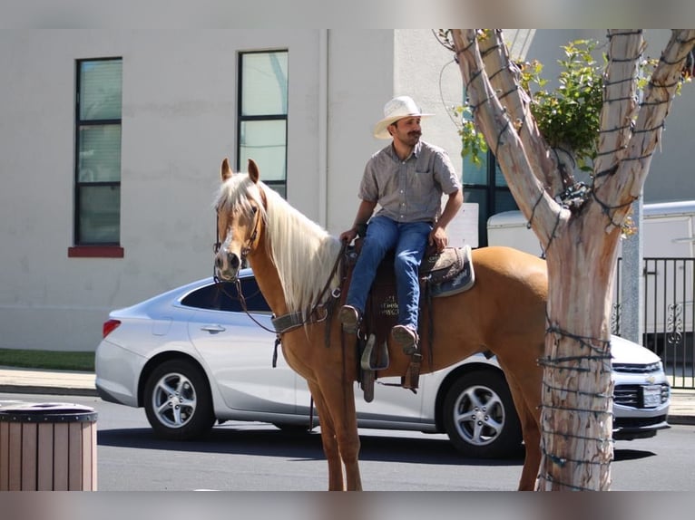 Friesen Wallach 5 Jahre 163 cm Palomino in Paicines CA