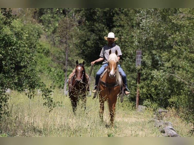 Friesen Wallach 5 Jahre 163 cm Palomino in Paicines CA