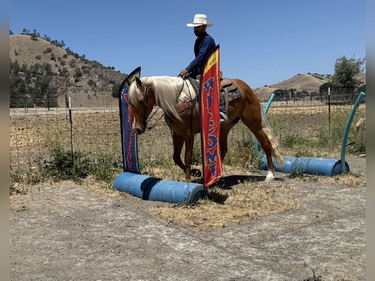 Friesen Wallach 5 Jahre 163 cm Palomino in Paicines CA