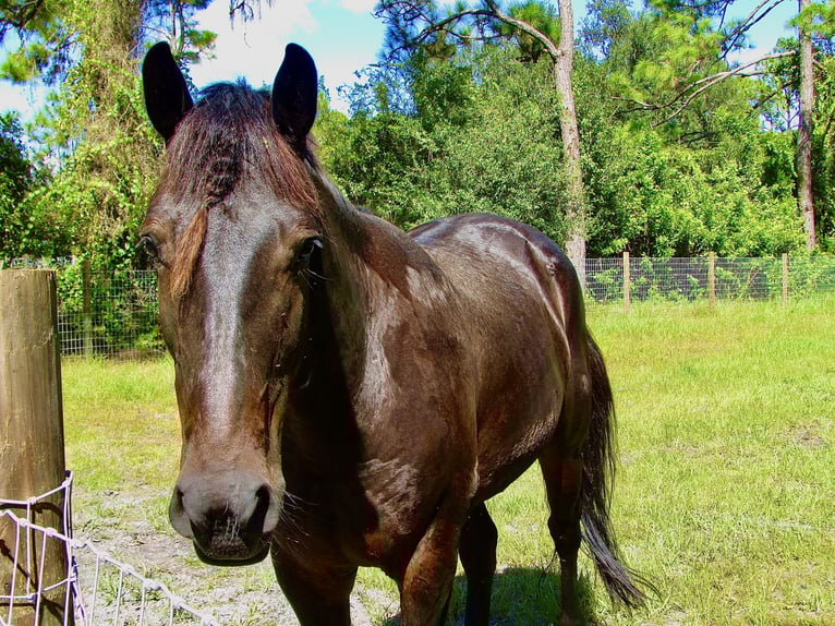 Friesen Mix Wallach 5 Jahre 163 cm Rappe in North Fort Myers, Florida