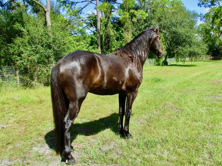 Friesen Mix Wallach 5 Jahre 163 cm Rappe in North Fort Myers, Florida