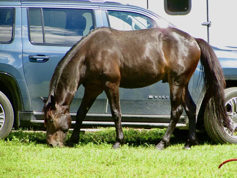 Friesen Mix Wallach 5 Jahre 163 cm Rappe in North Fort Myers, Florida