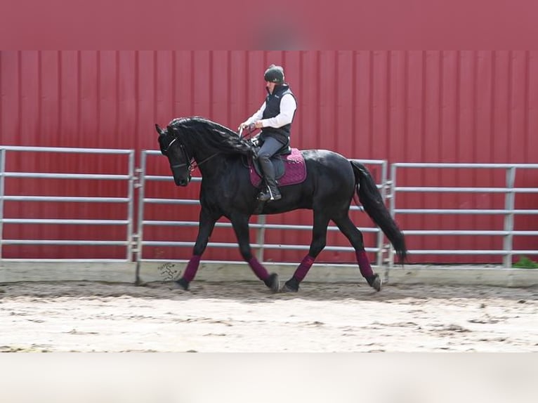 Friesen Wallach 5 Jahre 163 cm Rappe in Great Falls