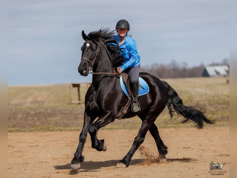 Friesen Mix Wallach 5 Jahre 163 cm Rappe in Auburn