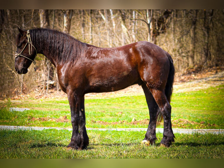 Friesen Wallach 5 Jahre 163 cm Rappe in Flemingsburg, KY