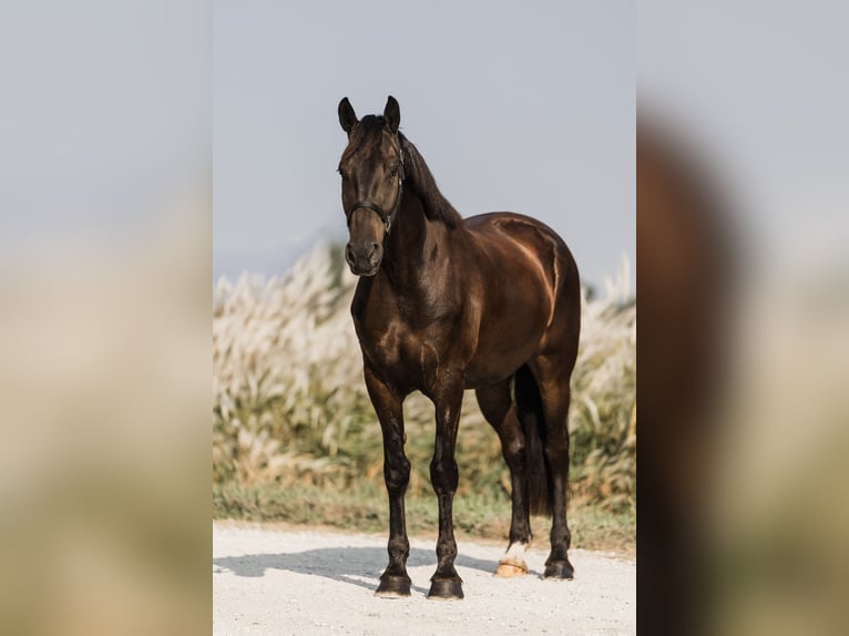 Friesen Mix Wallach 5 Jahre 163 cm Rappe in Ames, IA