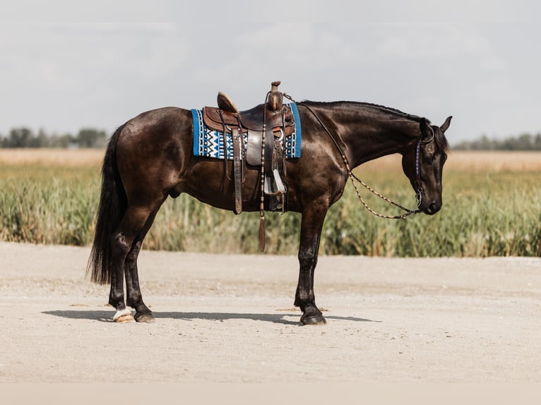 Friesen Mix Wallach 5 Jahre 163 cm Rappe in Ames, IA