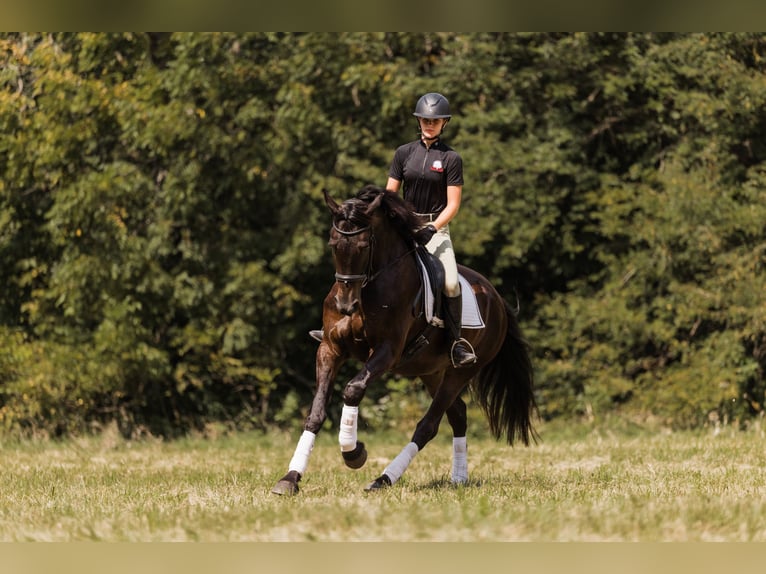 Friesen Mix Wallach 5 Jahre 163 cm Rappe in Ames, IA