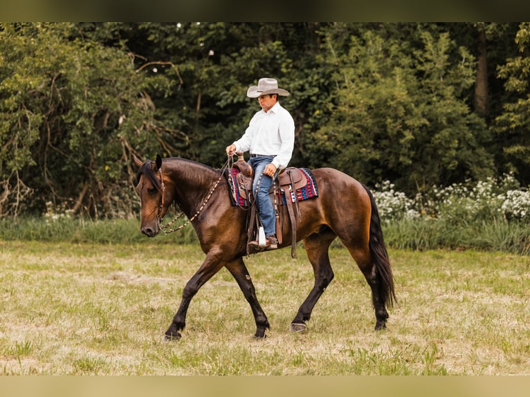 Friesen Mix Wallach 5 Jahre 163 cm Rotbrauner in Ames