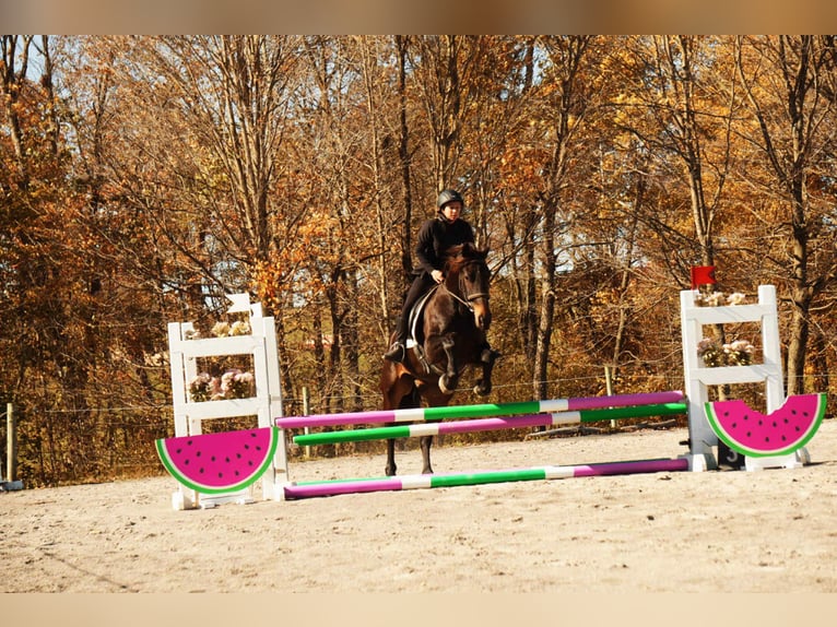 Friesen Mix Wallach 5 Jahre 163 cm Rotbrauner in Baltic