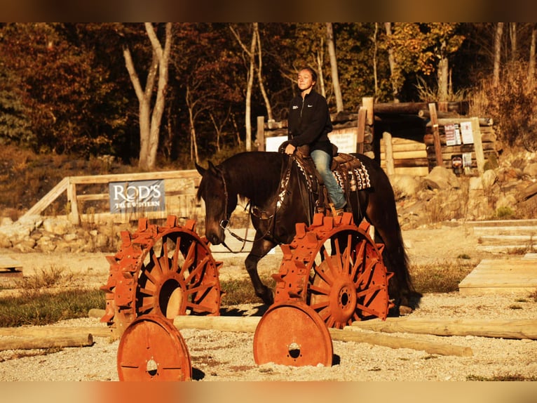 Friesen Mix Wallach 5 Jahre 163 cm Rotbrauner in Baltic