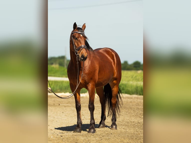 Friesen Mix Wallach 5 Jahre 163 cm Rotbrauner in Cambridge