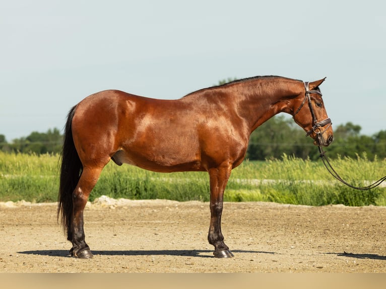 Friesen Mix Wallach 5 Jahre 163 cm Rotbrauner in Cambridge