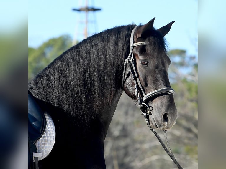 Friesen Wallach 5 Jahre 163 cm Schwarzbrauner in Berlin