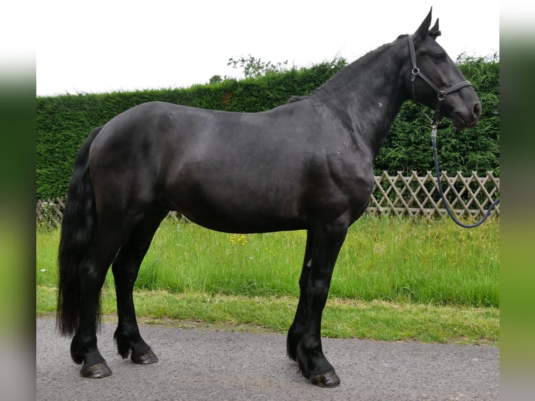 Friesen Mix Wallach 5 Jahre 164 cm Rappe in Dorsten