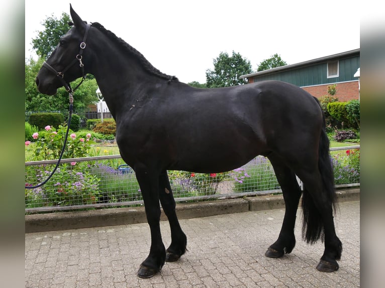 Friesen Mix Wallach 5 Jahre 164 cm Rappe in Dorsten