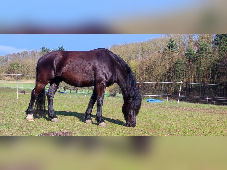 Friesen Mix Wallach 5 Jahre 164 cm Rappe in Pfaffenhofen