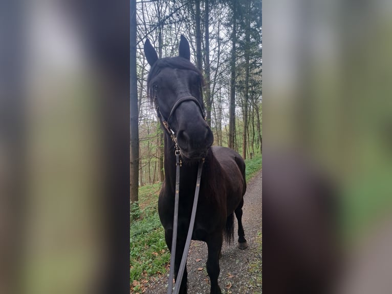 Friesen Mix Wallach 5 Jahre 164 cm Rappe in Pfaffenhofen