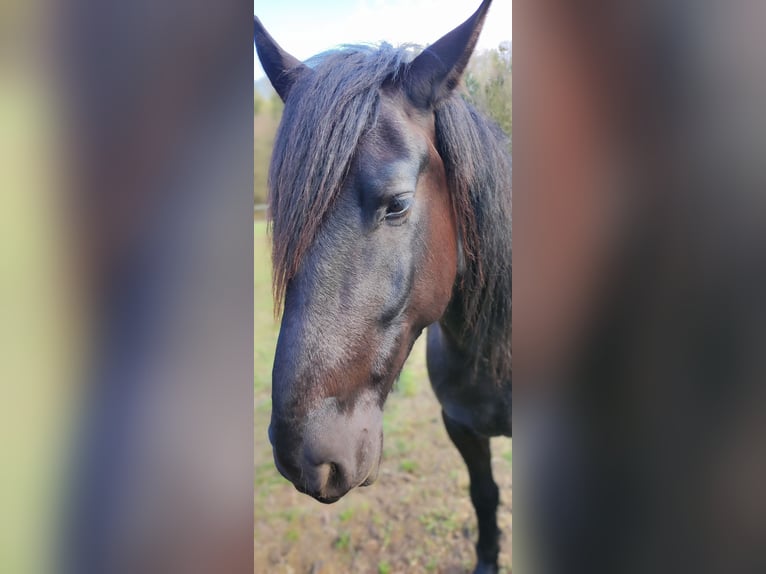 Friesen Mix Wallach 5 Jahre 164 cm Rappe in Pfaffenhofen