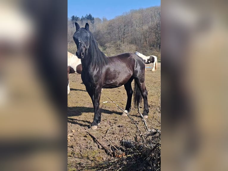 Friesen Mix Wallach 5 Jahre 164 cm Rappe in Pfaffenhofen