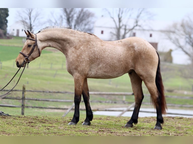 Friesen Mix Wallach 5 Jahre 165 cm Buckskin in Gap