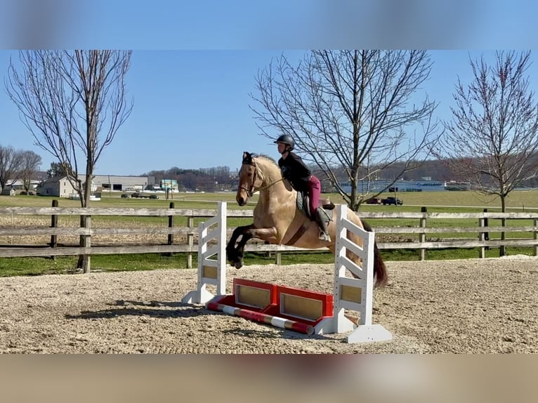 Friesen Mix Wallach 5 Jahre 165 cm Buckskin in Gap