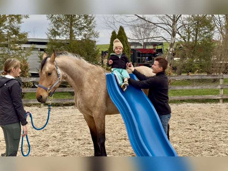 Friesen Mix Wallach 5 Jahre 165 cm Buckskin in Gap