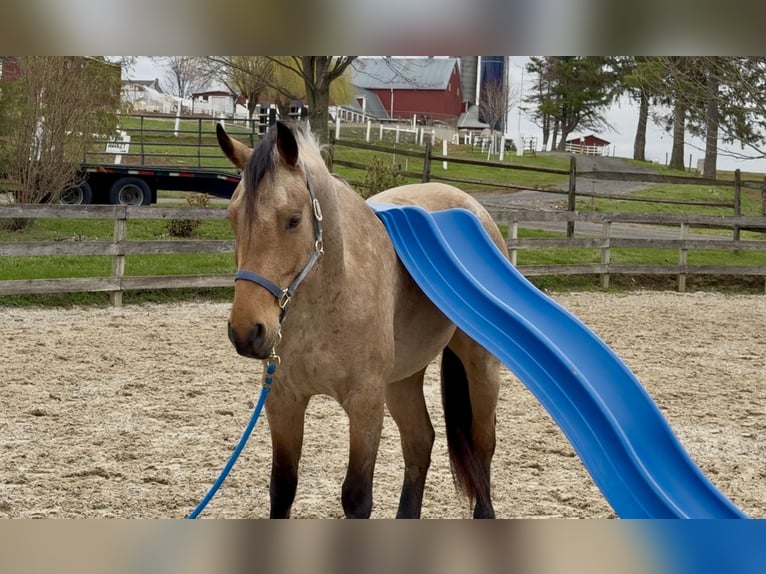 Friesen Mix Wallach 5 Jahre 165 cm Buckskin in Gap