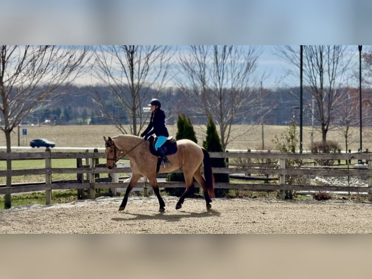 Friesen Mix Wallach 5 Jahre 165 cm Buckskin in Gap