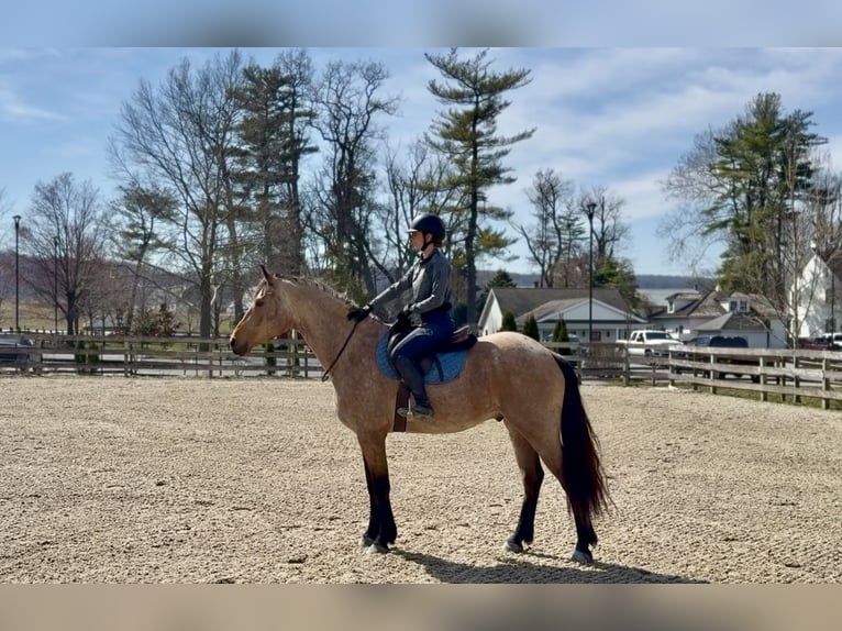 Friesen Mix Wallach 5 Jahre 165 cm Buckskin in Gap
