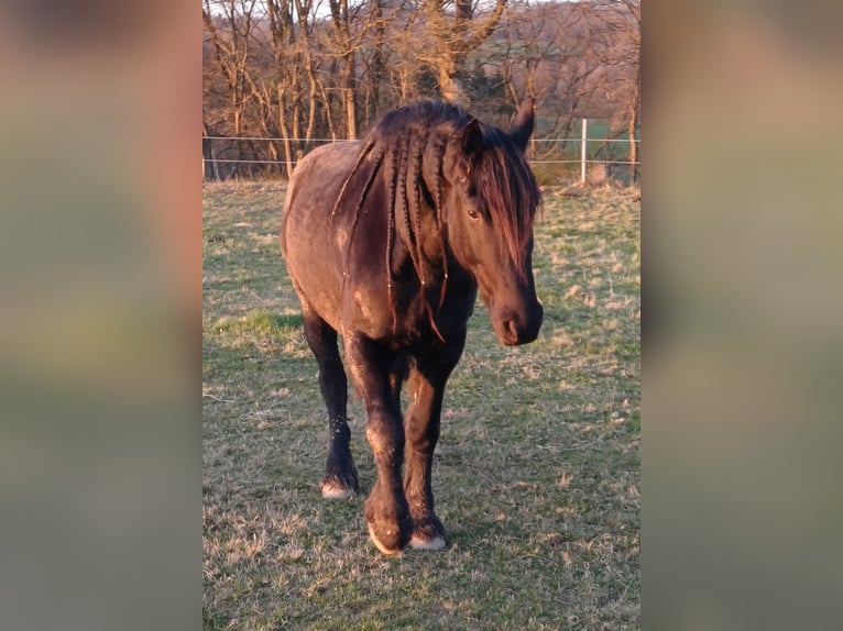 Friesen Mix Wallach 5 Jahre 165 cm  in Flammersfeld