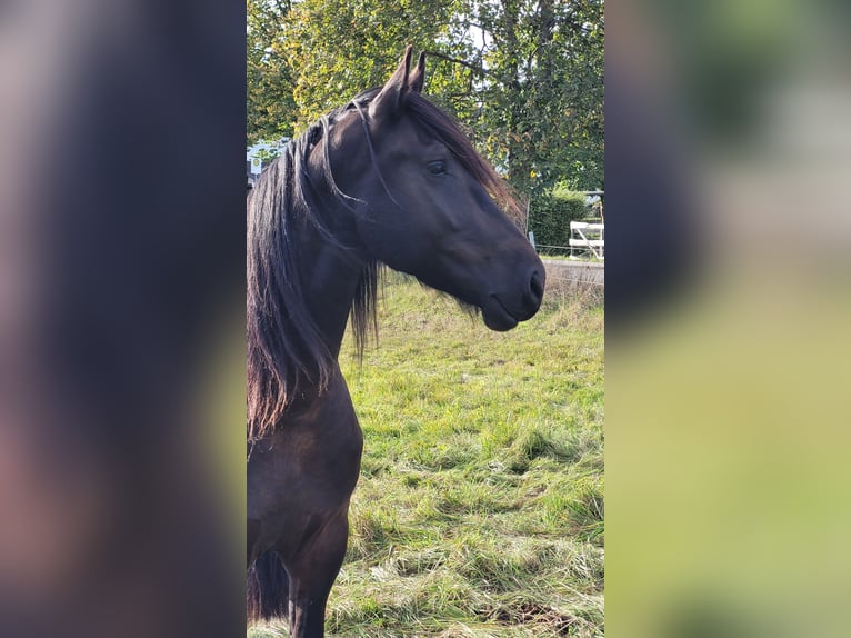 Friesen Mix Wallach 5 Jahre 165 cm  in Flammersfeld
