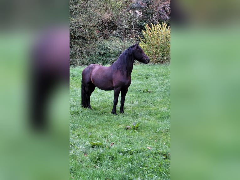 Friesen Mix Wallach 5 Jahre 165 cm  in Flammersfeld