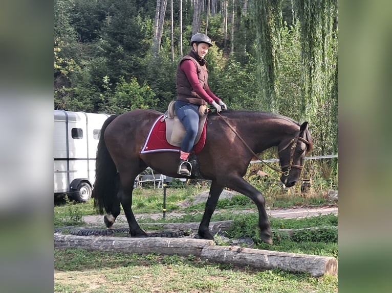 Friesen Wallach 5 Jahre 165 cm Rappe in Bayerbach