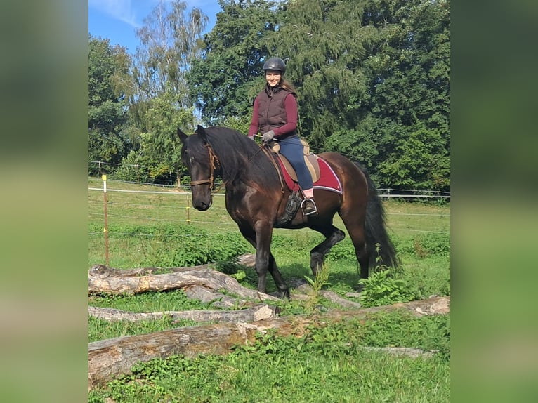 Friesen Wallach 5 Jahre 165 cm Rappe in Bayerbach
