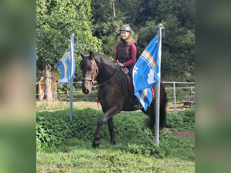 Friesen Wallach 5 Jahre 165 cm Rappe in Bayerbach