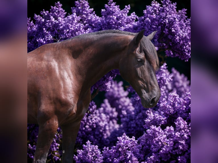 Friesen Mix Wallach 5 Jahre 165 cm Rappe in Howell, MI
