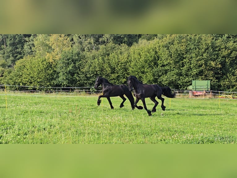 Friesen Wallach 5 Jahre 166 cm Rappe in Michelstadt