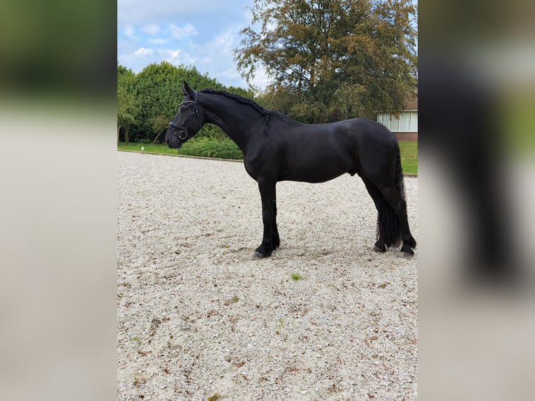 Friesen Wallach 5 Jahre 166 cm Rappe in Nispen