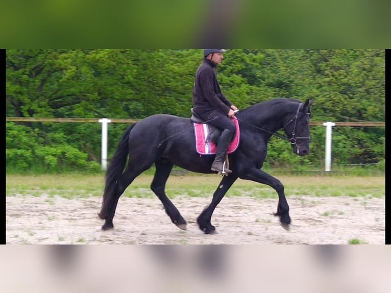 Friesen Wallach 5 Jahre 166 cm Rappe in Kamenz