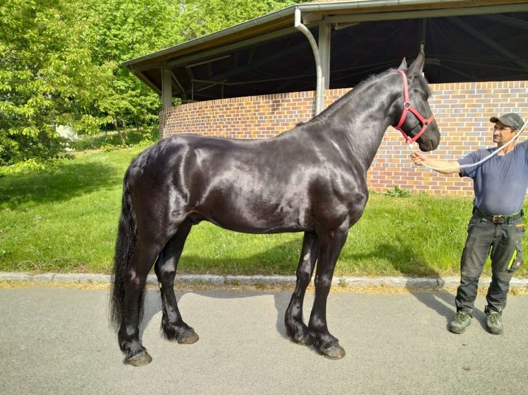Friesen Wallach 5 Jahre 166 cm Rappe in Kamenz