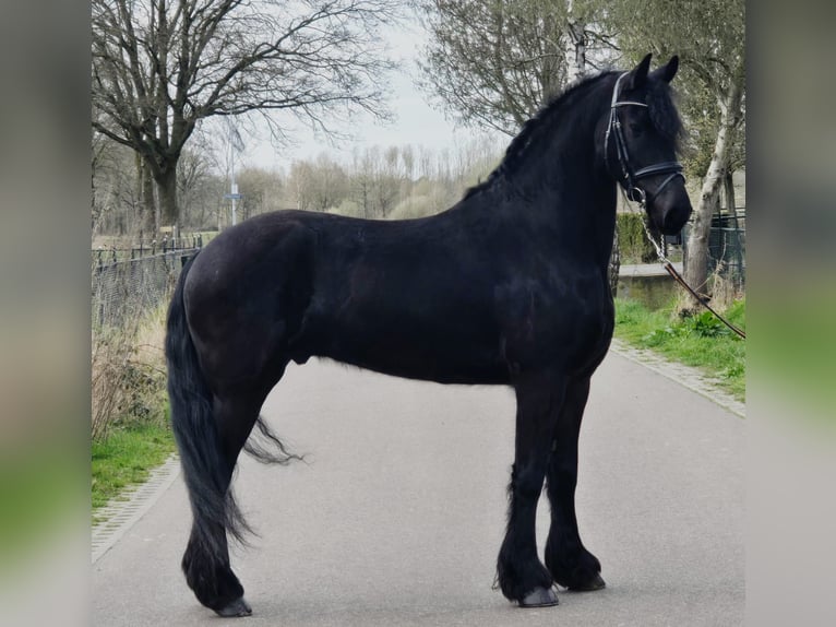 Friesen Wallach 5 Jahre 168 cm Rappe in Someren